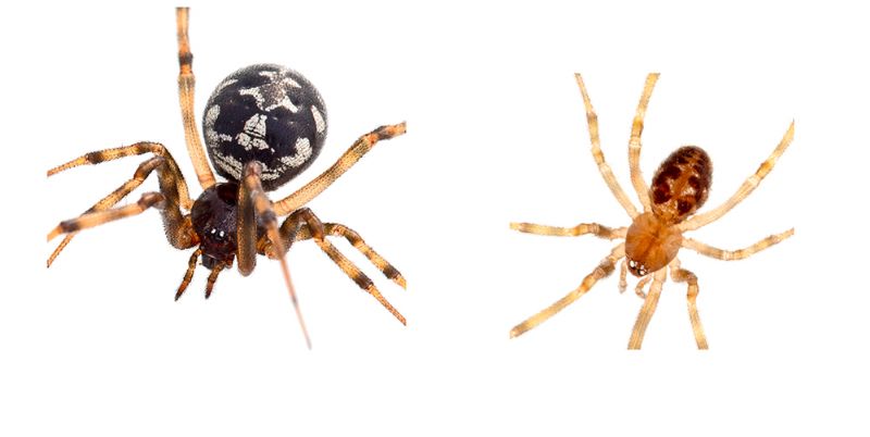 Bianco e nero: Steatoda triangulosa - Lunigiana (MS)